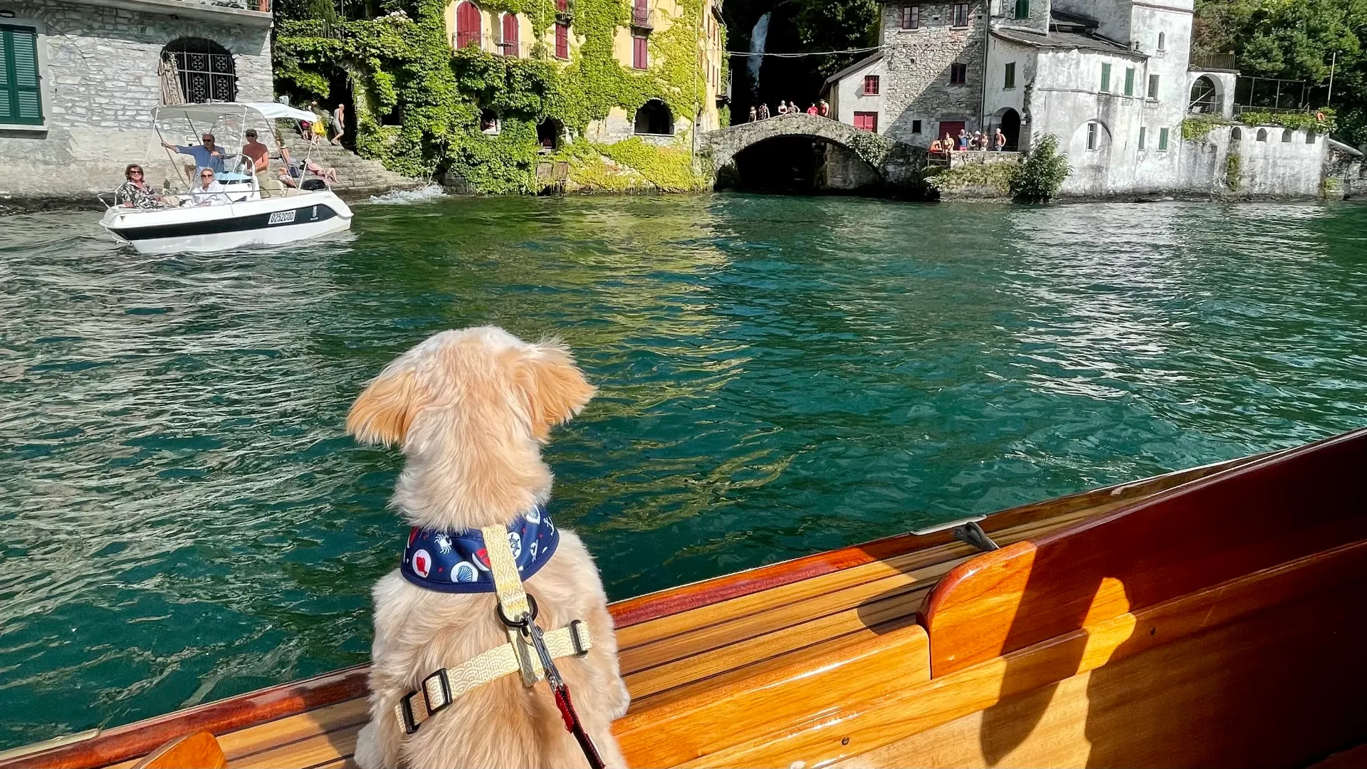 Biscuit enjoying his private boat tour at Nesso, Lago di Como
