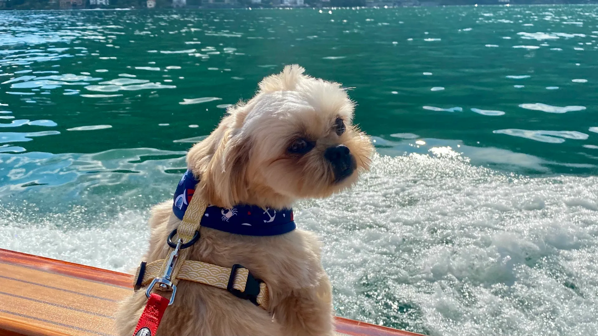 Biscuit taking in the lake views and cool breeze