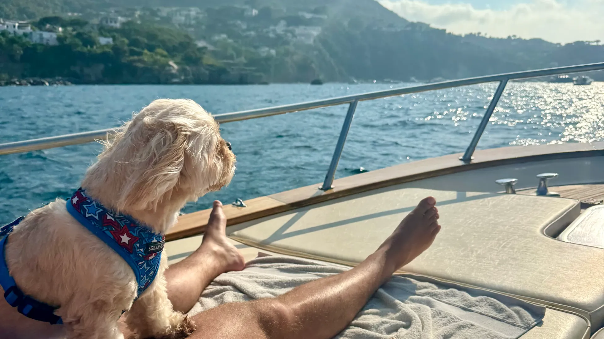 Biscuit taking in his boat ride around Ischia