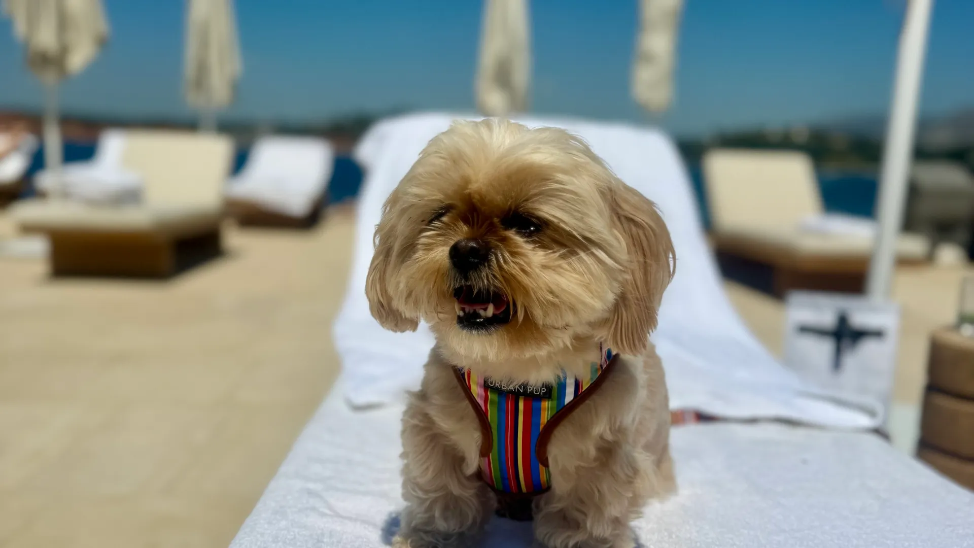 Biscuit at the Four Seasons Astir Palace Hotel Athens