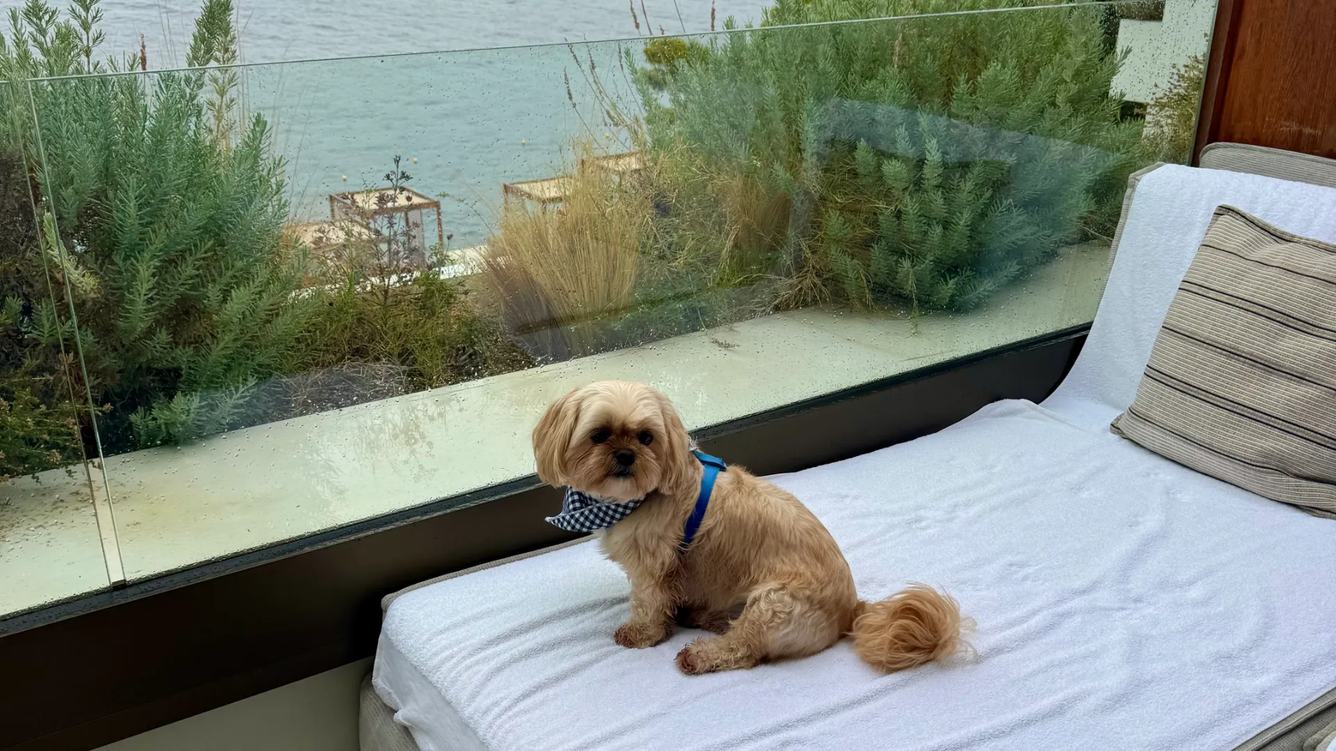 Biscuit enjoying his balcony view on a rare rainy day
